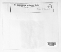 Image Associated With the Occurence